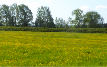 A few buttercup meadows still survive, like this one at Weir Farm, East Hanney.