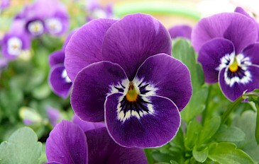 Pansy plants on display.